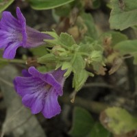 Stemodia viscosa Roxb.
